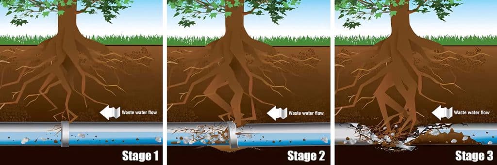tree root sewer collapse
